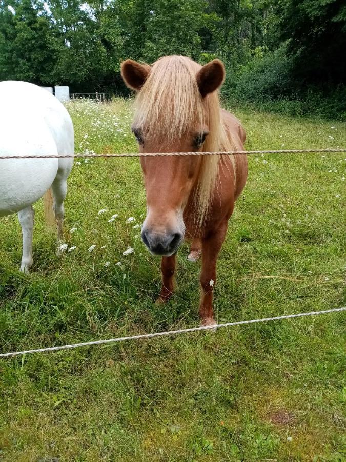 Ferienwohnung Eva Mechernich Luaran gambar